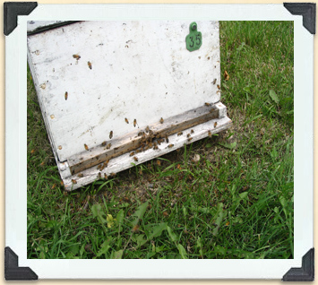 The landing board, just outside the entrance to the hive, provides a place for bees to communicate.  