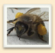 Une abeille ouvrière, les corbeilles à pollen bien remplies. 