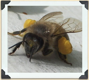 A worker bee with full pollen baskets. 