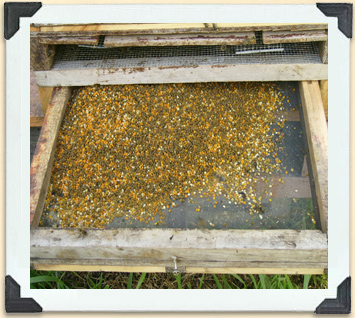 As bees pass through this special trap, pollen granules fall off onto the tray. 