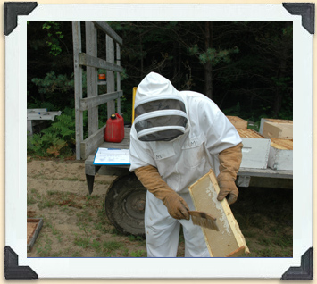 A beekeeper removing bees from the surface of a honey frame. 