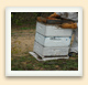 Un nourrisseur-hausse couvre-cadres est une caisse peu profonde destinée à être remplie de sirop et installée au sommet de la ruche. 