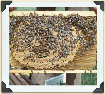 Old or inexperienced new queen bees fail to fill all the cells on a brood frame. 