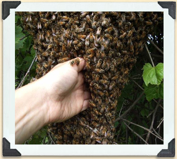 Regroupées en essaim, les abeilles se soucient davantage de protéger leur reine et de trouver un nouvel endroit où s'établir que de piquer quelqu'un.  