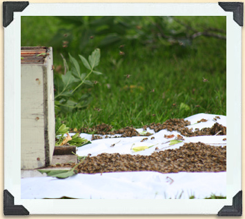 Placé sur une couverture devant une ruche vide, cet essaim d'abeilles pourrait décider de s'y installer. 