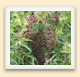 A swarm of bees is quite impressive-it often consists of a rather large ball of bees. 