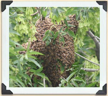 A swarm of bees is quite impressive-it often consists of a rather large ball of bees. 