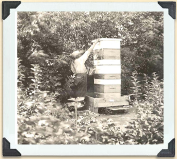 A stack of hive boxes this high indicates an enormous honey flow. In this case, scales are being used to weigh the daily intake.   