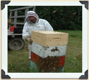 Lorsque la miellée est abondante, les apiculteurs ajoutent des hausses afin d'offrir aux abeilles plus d'espace pour stocker le miel.  