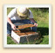 Examining a frame of bees. 