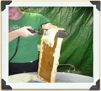 Pour extraire le miel des alvéoles, on retranche les opercules de cire à l'aide d'un couteau électrique à désoperculer. 