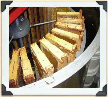 La force centrifuge de l'extracteur radial permet d'extraire le miel des cadres désoperculés. La capacité de ces machines est fonction du nombre maximum de cadres qu'on peut y placer.   