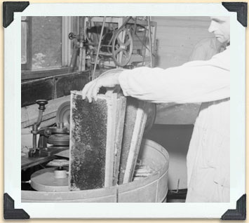 Mise en place de cadres désoperculés dans un grand extracteur, vers 1920 