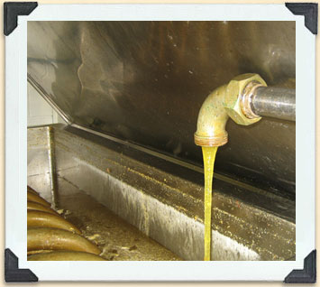 Honey flowing into a warming tank prior to bottling. 