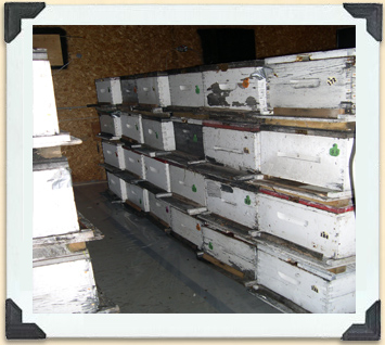 Les hausses de ruche sont stockées sur des palettes séparées par des allées qui en facilitent l'aération et la manipulation. 