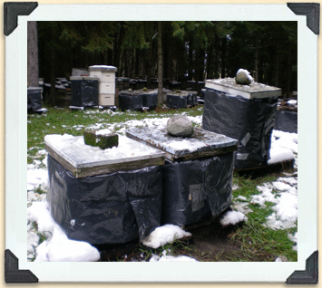 The black plastic wraps around these hive boxes will help the bees inside regulate their temperature, even when the temperature drops and the snow flies. 