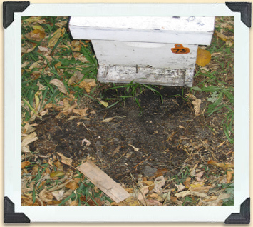 Skunks scratch the earth by the hive entrance to draw the bees out so they can eat them.   