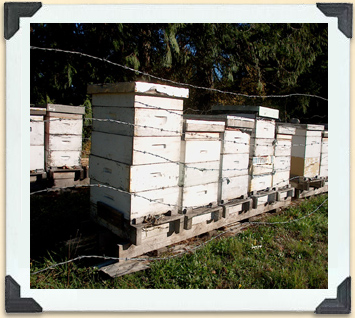 Les apiculteurs entourent fréquemment leurs ruchers de fils barbelés pour les protéger des ours maraudeurs. 