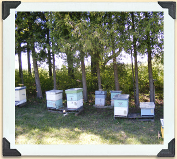 These hives have been positioned in a grove of trees to protect them from the wind.  