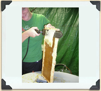 A heated uncapping knife slices easily through the wax cappings. 