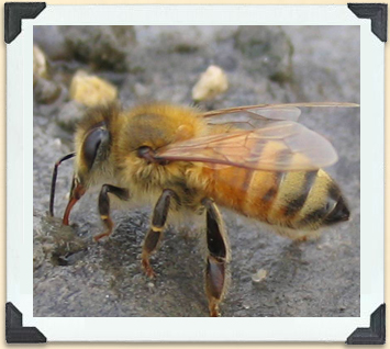Tout comme les humains, les abeilles doivent boire de l'eau. 