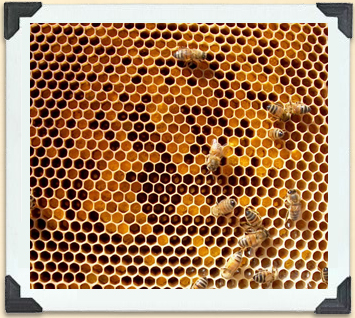 Les abeilles ont récolté ce pollen de pissenlit pour nourrir leurs petits. 