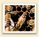 This queen bee (centre) is tasked with laying eggs for her entire life. 