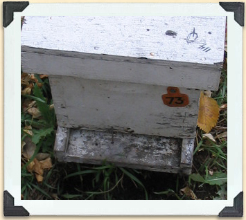 Une mouffette peut manger des milliers d'abeilles au cours d'une seule visite de ruche. 