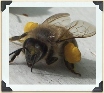 Abeille ouvrière avec corbeilles à pollen pleines 