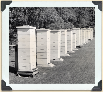 Une façon de mesurer la production quotidienne de miel était de placer les ruches sur une balance de ferme. 
