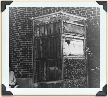 An observation hive outside the Apiary Building, Ontario Agricultural College, ca 1920. 