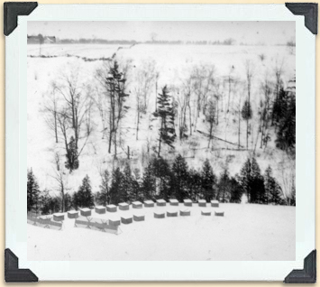 Overwintering bees outdoors in hives near Georgetown, Ontario, ca 1920. 