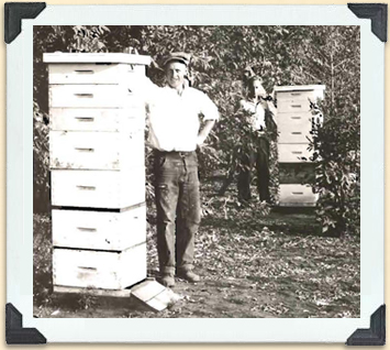 An Alberta beekeeper had this picture taken, ca 1930, to brag about how hard his bees worked. 