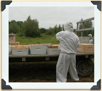 Un chargement de hausses de ruche est en route vers la miellerie, où l'on procédera à l'extraction. 