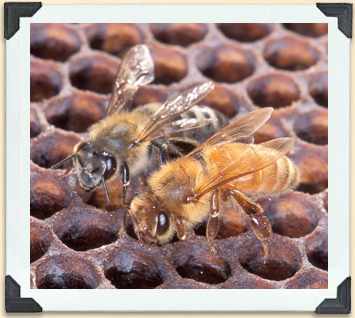 Except for their slightly larger size, it's very difficult to tell Africanized bees from others in the Apis mellifera family. 