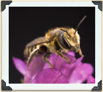 Une abeille découpeuse de luzerne récolte le nectar d'une fleur de luzerne.  