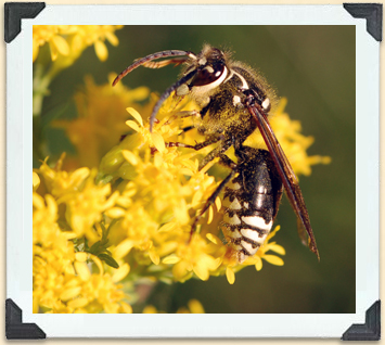 Bald-faced hornets have a longer abdomen than other members of the yellowjacket family. 