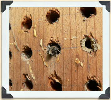 Orchard mason bees live in small holes drilled into boards that are placed in close proximity to crops that need pollinating 
