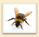 Like honeybees, bumblebees are hairy and have bands on their abdomen, but they are much fatter. 