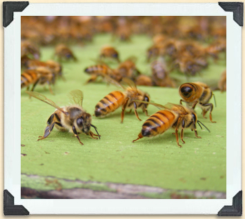 L'abdomen de l'abeille est poilu et comporte normalement des rayures jaunes et brunes. 