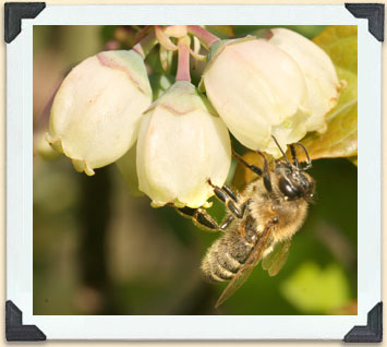 Honeybees are raised to pollinate crops, such as these blueberries, and for their honey production. 