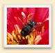 On utilise de plus en plus les abeilles maçonnes pour polliniser les cultures de plein champ, comme celles des bleuets. 