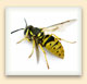 Yellowjackets are often confused with bees because of the bands on their abdomen. 