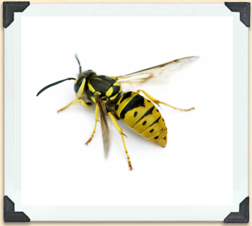 Yellowjackets are often confused with bees because of the bands on their abdomen. 